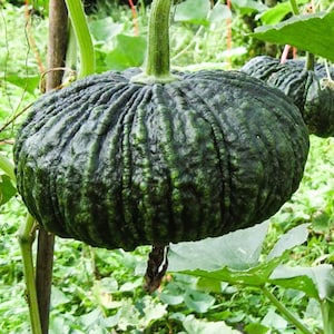 Puede incluir: Dos calabazas grandes de color verde oscuro creciendo en una vid. Las calabazas tienen una superficie abultada y texturizada y cuelgan de la vid.
