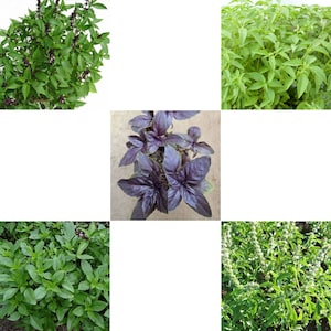 Fresh Basil Seed from Thailand-OCIMUM BASILICUM-Choose from:- Sweet, Thai, Holy, Red , Lemon or All 5, Thai cooking โหระพา กะเพรา