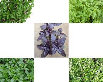 Fresh Basil Seed from Thailand-OCIMUM BASILICUM-Choose from:- Sweet, Thai, Holy, Red , Lemon or All 5, Thai cooking โหระพา กะเพรา