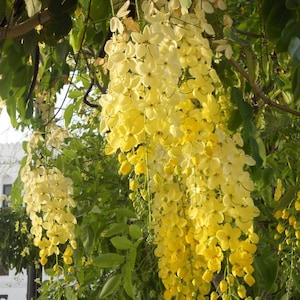 Ornamental Thai Golden Shower Tree, 10 seeds, CASSIA FISTULA, very showy