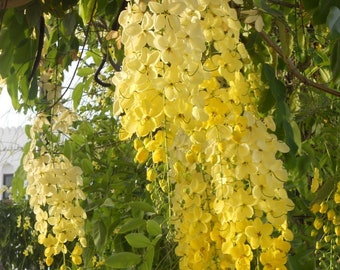 Ornamental Thai Golden Shower Tree, 10 seeds, CASSIA FISTULA, very showy