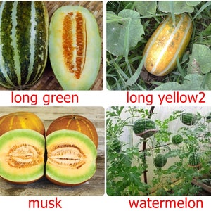 Tropical Thai Melon Seeds  packet - All very easy to grow, CUCUMIS MELO, very sweet fruits - Long, Musk and Watermelon Variety choice