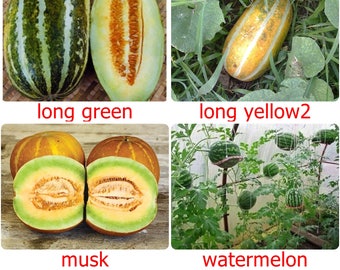 Tropical Thai Melon Seeds  packet - All very easy to grow, CUCUMIS MELO, very sweet fruits - Long, Musk and Watermelon Variety choice