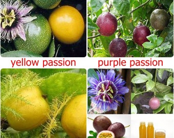 Thai Passion Fruit Seeds, sweet tropical seed - 10 fresh seeds - PASSIFLORA EDULIS- Yellow, Purple or Mini choose variety
