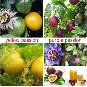 Thai Passion Fruit Seeds, sweet tropical seed - 10 fresh seeds - PASSIFLORA EDULIS- Yellow, Purple or Mini choose variety