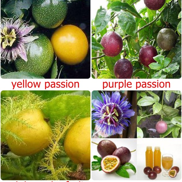 Thai Passion Fruit Seeds, süßer tropischer Samen - 10 frische Samen - PASSIFLORA EDULIS - Gelb, Lila oder Mini Auswahl