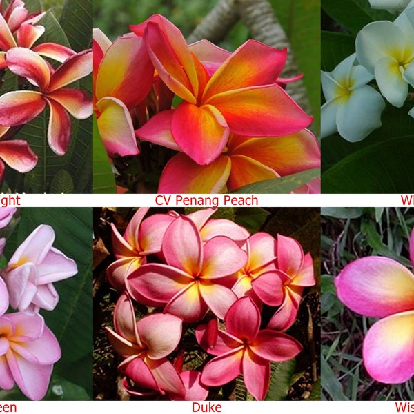 5 Fresh Thai Frangipani Flower Seeds, PLUMERIA RUBRA,choose variety - pink, chocolate, violet, yellow, orange, white, red seed, lovely scent