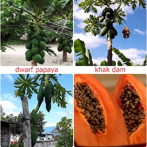 May include: Four images showing different types of papaya. The first image shows a dwarf papaya tree with green fruit. The second image shows a tall papaya tree with green fruit, labelled "khak dam". The third image shows a long papaya tree with green fruit. The fourth image shows a cut open papaya with orange flesh and black seeds, labelled "sweet papaya".