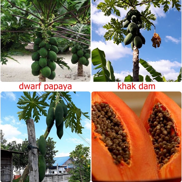 Fresh Thai Papaya Fruit Seeds, Paw Paw seeds, CARICA PAPAYA, choose variety - Dwarf, Khak Dam, Long Papaya or Sweet Papaya