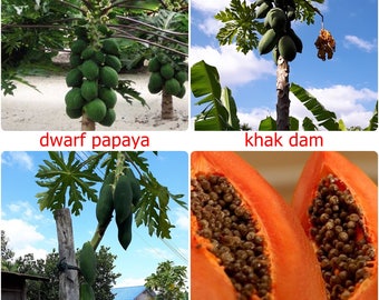 Fresh Thai Papaya Fruit Seeds, Paw Paw seeds, CARICA PAPAYA, choose variety - Dwarf, Khak Dam, Long Papaya or Sweet Papaya