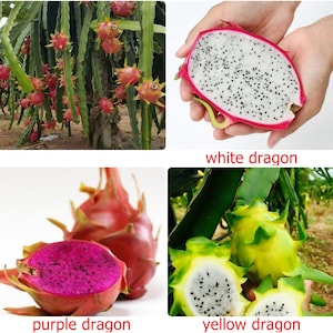 Thai Dragon Fruit Seeds, Fresh Pitaya Cactus seed,HYLOCEREUS UNDATUS, Choose from White,Purple or Yellow seed varieties, Sweet, superfruit