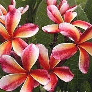 Könnte beinhalten: Nahaufnahme einer Gruppe von rosa und weißen Frangipani-Blüten mit gelben Zentren. Die Blüten haben einen rot-orangen Farbton an den Rändern der Blütenblätter.