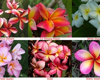 Plumeria Seeds Etsy
