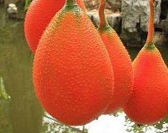 Thai GAC Superfruit Seeds,Vining MOMORDICA COCHINCHINENSIS, Spring Bitter Cucumber, 5 Seeds