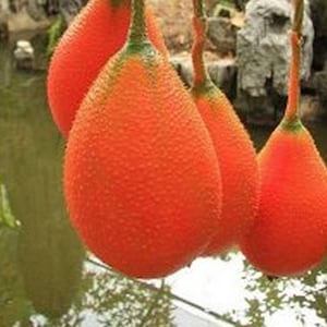 Thai GAC Superfruit Seeds,Vining MOMORDICA COCHINCHINENSIS, Spring Bitter Cucumber, 5 Seeds