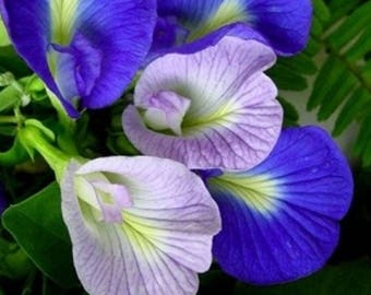 Thai Butterfly Pea flower seed, 25 Seeds Blue Butterfly Pea Vine,  CLITORIA TERNATEA