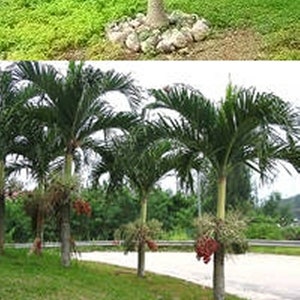 Thai Christmas Palm, 5 Seeds, Manila Kerpis, ADONIDIA