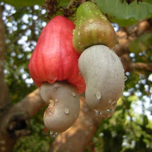 Cashew nut Fruit Seeds, 3 Fresh Thai Cashew Nut Fruit Seeds, ANACARDIUM OCCIDENTALE