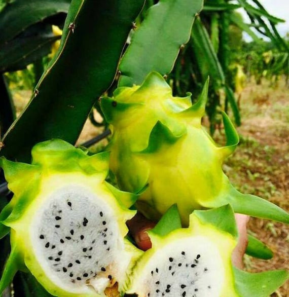 Pitaya In 3 Varieties White 30 Seeds Dragon Fruit Purple And Yellow TOMHY Seeds Package