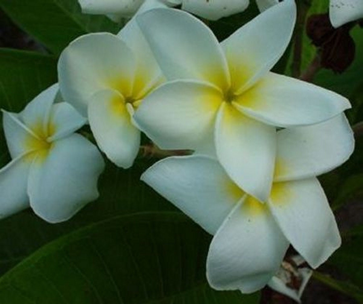 5 Fresh Seeds Frangipani Plumeria Rubra "CV Penang Peach" big pink yellow petals 5 Fresh Seeds Frangipani Plumeria Rubra "CV Penang Peach" big pink yellow petals