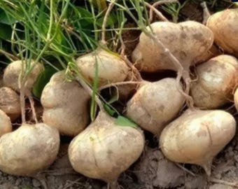 Thai Yam Bohne / Jicama 20 Samen PACHYRHIZUS EROSUS