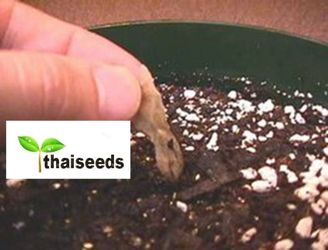 5 Fresh Thai Frangipani Flower Seeds PLUMERIA RUBRA Choose Etsy