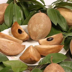 Thai Sapodilla Fruit, Lamoot, MANILKARA ZAPOTA or Buah Ciku, 5 fresh seeds