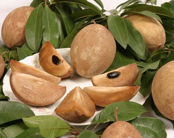 タイのサポジラ フルーツ、ラムート、マニカラ サポタ、またはブア