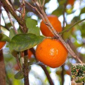 Calamondin, Thai Miniature Orange Tree, CITROFORTUNELLA MICROCARPA, Thai Citrus 5 Fresh Seeds