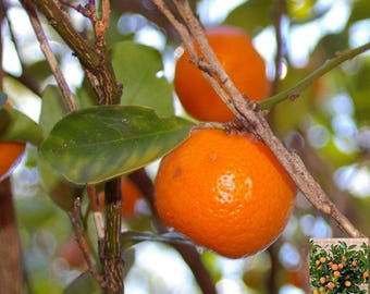 Calamondin, Naranjo tailandés en miniatura, CITROFORTUNELLA MICROCARPA, Cítrico tailandés 5 semillas frescas
