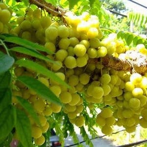 Thai fresh Star Gooseberry (PHYLLANTHUS ACIDUS) Seeds, 5 seeds, Country gooseberry, the gooseberry tree or Mayom