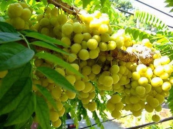 Thai fresh Star Gooseberry PHYLLANTHUS ACIDUS Seeds 5 seeds Country gooseberry the gooseberry tree or Mayom