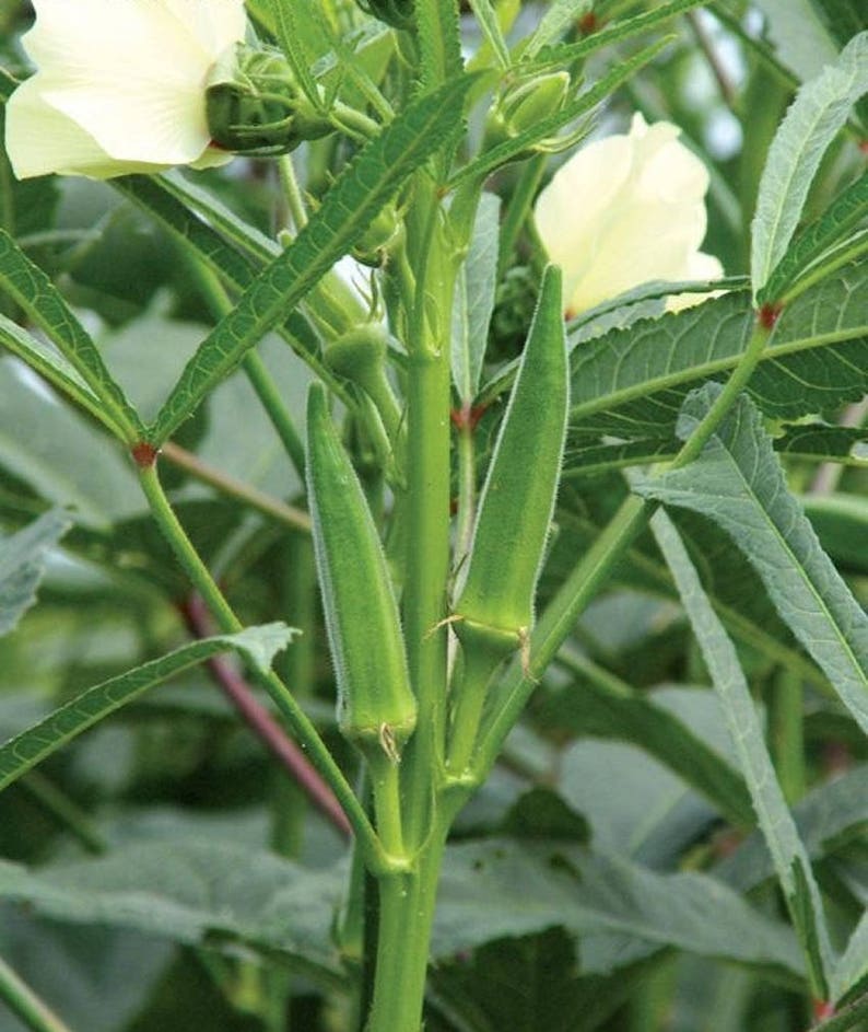 okra project okra project