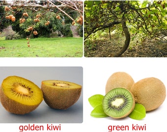 Fresh Thai Kiwi Fruit Vine seeds, tropical, Golden or Green Variety, ACTINIDIA CHINENSIS seed