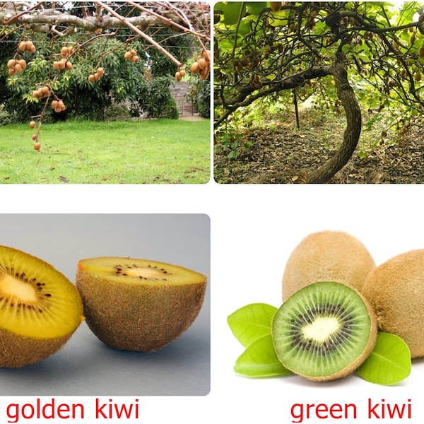 Fresh Thai Kiwi Fruit Vine seeds, tropical, Golden or Green Variety, ACTINIDIA CHINENSIS seed