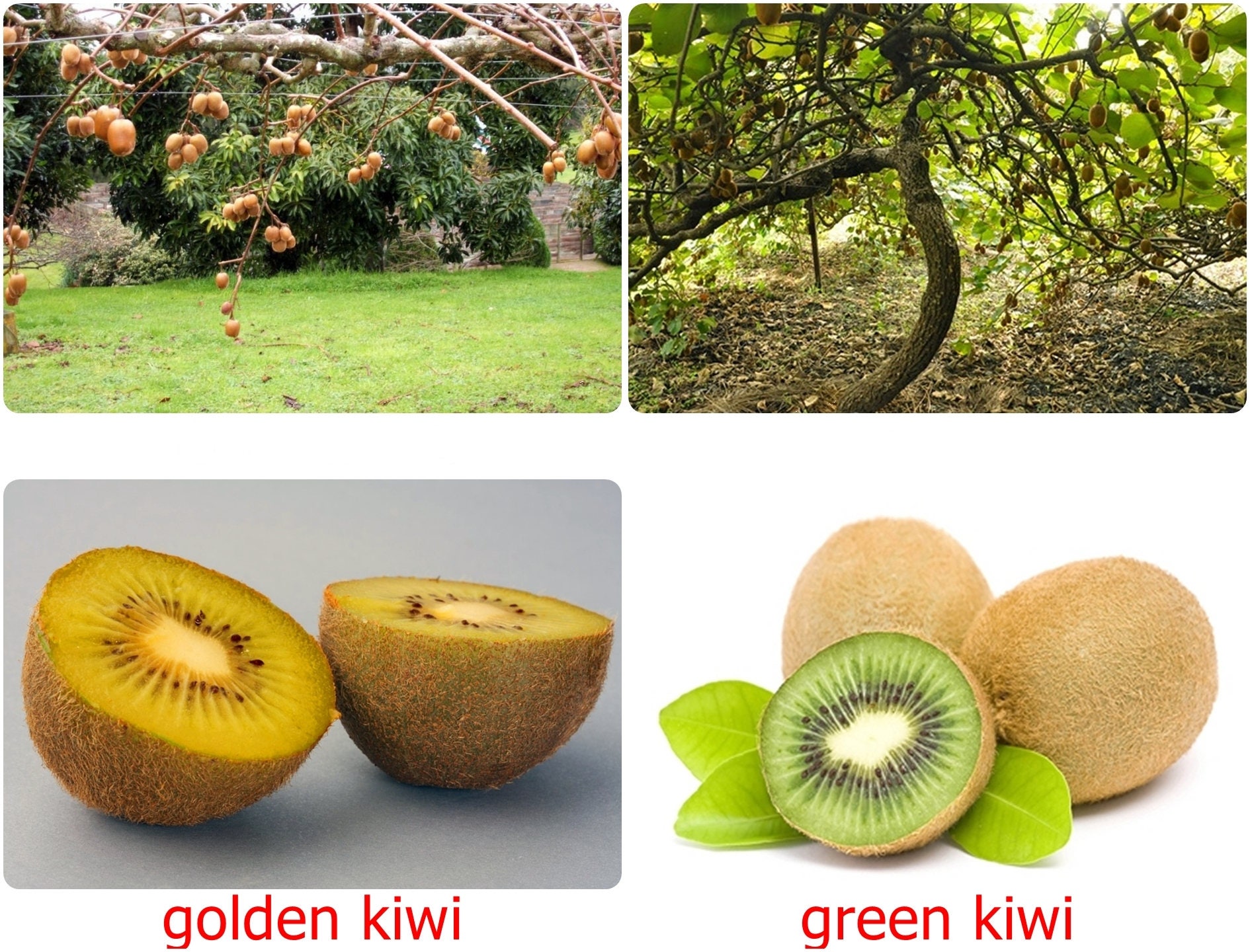 Green Kiwi