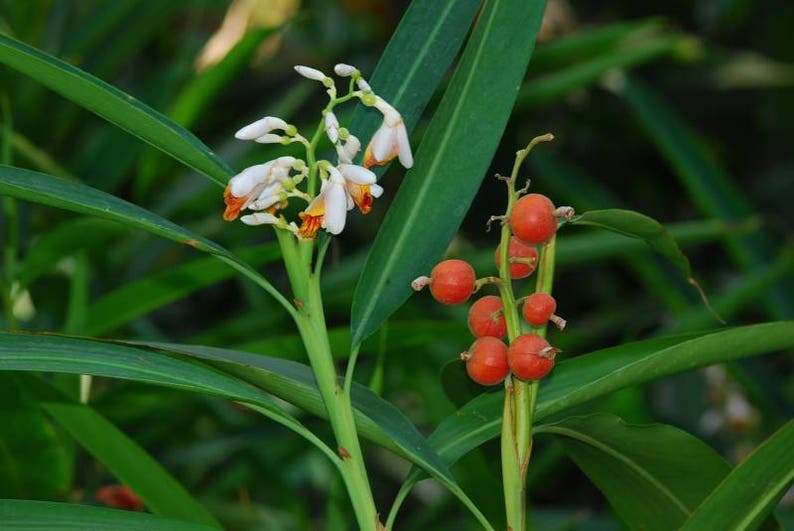 Thai Galangal Seeds, Grow your own, ALPINIA GALANGA, 15 rare vegetable seeds, herb, medicine, pretty flower, from Ginger family, Non GMO, image 5