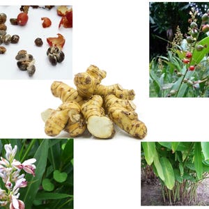 Thai Galangal Seeds, Grow your own, ALPINIA GALANGA, 15 rare vegetable seeds,  herb, medicine, pretty flower, from Ginger family, Non GMO,