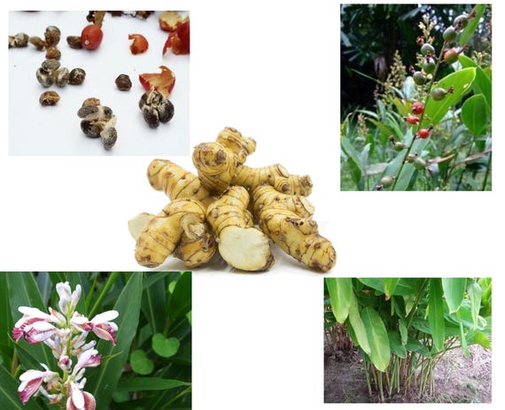 Thai Galangal Seeds, Grow Your Own, ALPINIA GALANGA, 15 Rare Vegetable  Seeds, Herb, Medicine, Pretty Flower, From Ginger Family, Non GMO, 