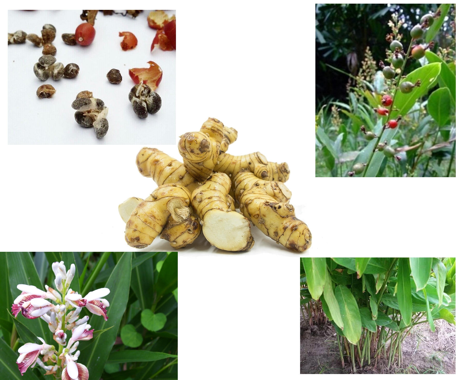 タイ産ガランガル種子、自分で育てる、ALPINIA GALANGA、15種類の