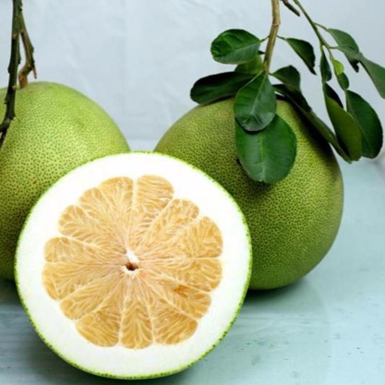 Pomelo Thai Grapefruit CITRUS MAXIMA 5 Fresh Seeds Etsy Canada