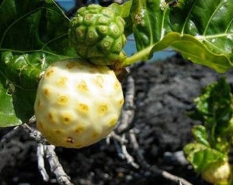 Mulberry fruit Great Morinda, Fresh Thai seeds, MORUS ALBA seed