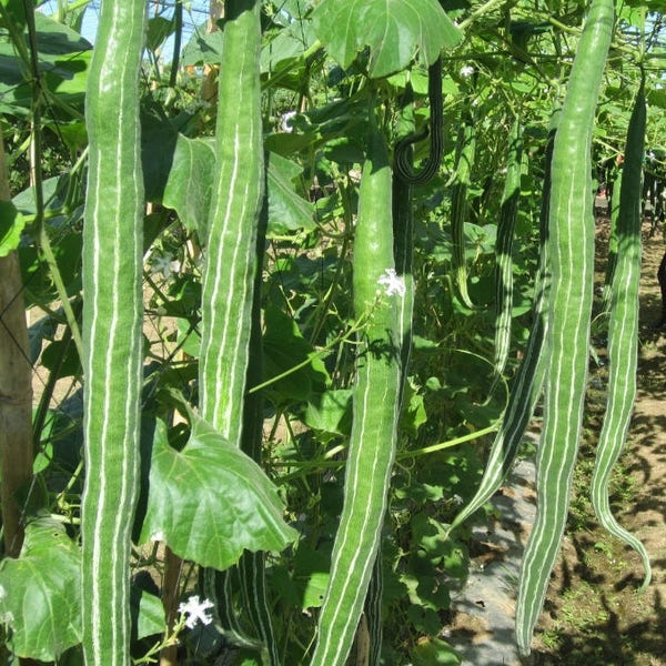 Thai Snake Gourd, serpent gourd, Loofah, TRICHOSANTHES ANGUINA - packet of 5 seeds