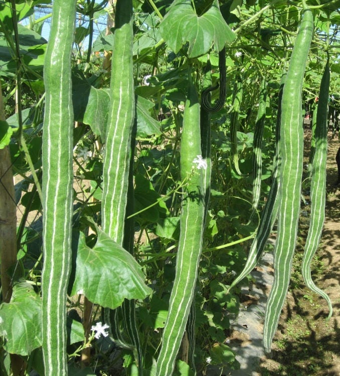100 seeds very long LONG SNAKE GOURD rare LUFFA LOOFAH SPONGE VEGETABLE ORGANIC 100 seeds very long LONG SNAKE GOURD rare LUFFA LOOFAH SPONGE VEGETABLE ORGANIC