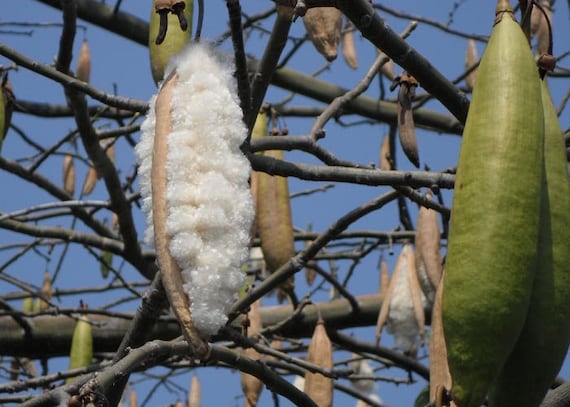 Cotton kapok 2025