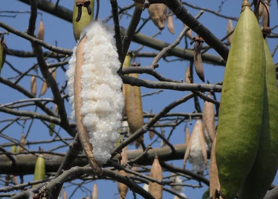 Kapok Tree, 15 Seeds, CEIBA PENTANDRA, Silk Cotton Tree Interesting Bonsai  Tree 