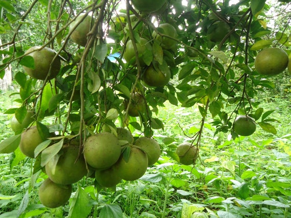 Mandarino dolce tropicale tailandese (CITRUS TANGERINA) 10 semi freschi