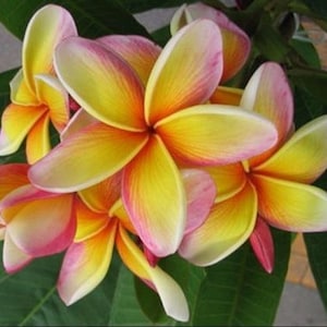 5 Fresh Thai Frangipani Flower Seeds, PLUMERIA RUBRA, choose variety pink, black violet, yellow, orange, white, red seed, lovely scent image 8