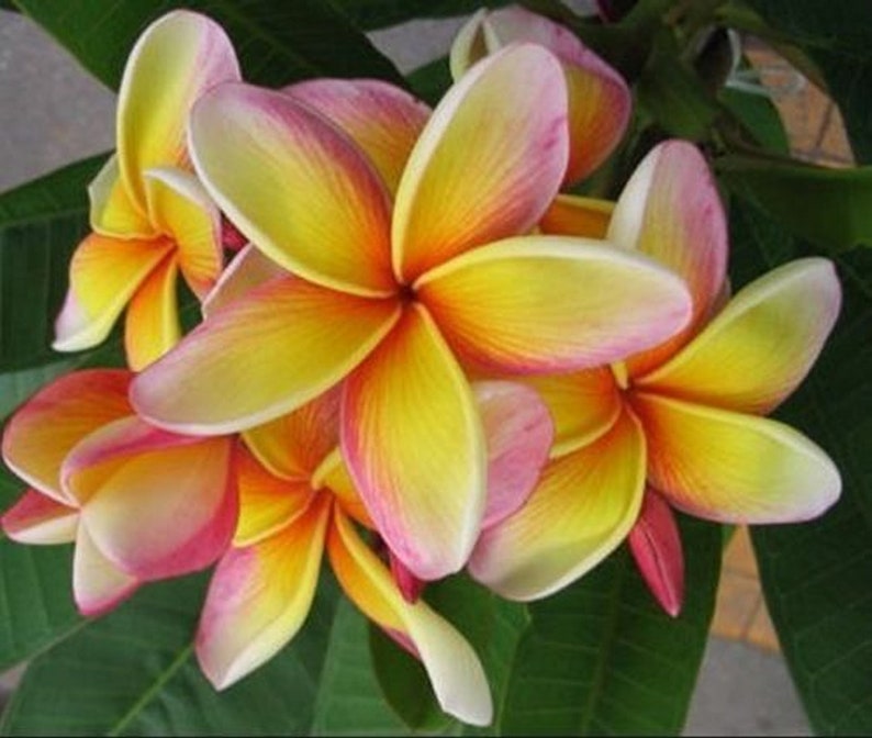 5 Fresh Thai Frangipani Flower Seeds, PLUMERIA RUBRA, choose variety pink, black violet, yellow, orange, white, red seed, lovely scent image 8