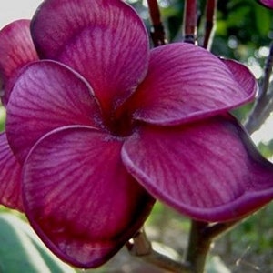 5 Fresh Thai Frangipani Flower Seeds, PLUMERIA RUBRA, choose variety pink, black violet, yellow, orange, white, red seed, lovely scent image 4